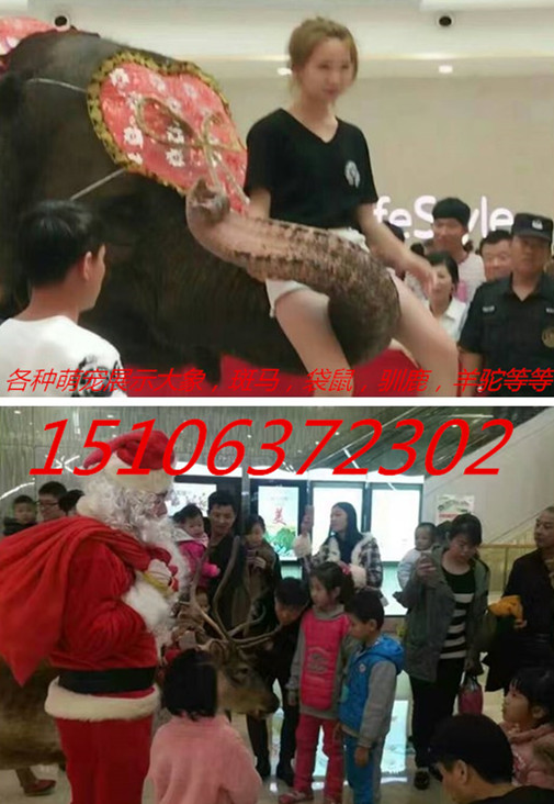 兴仁县长颈鹿出租斑马出租