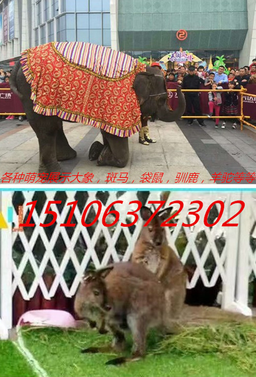 大英县长颈鹿出租斑马出租