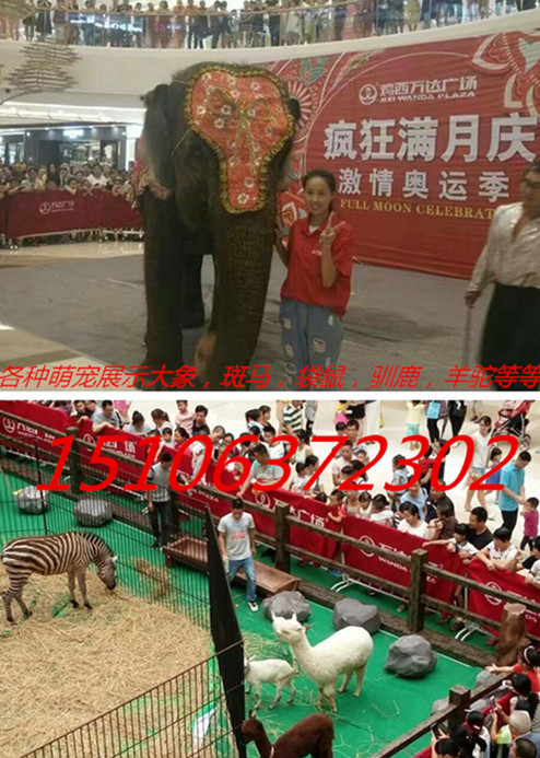 来安县长颈鹿出租斑马出租