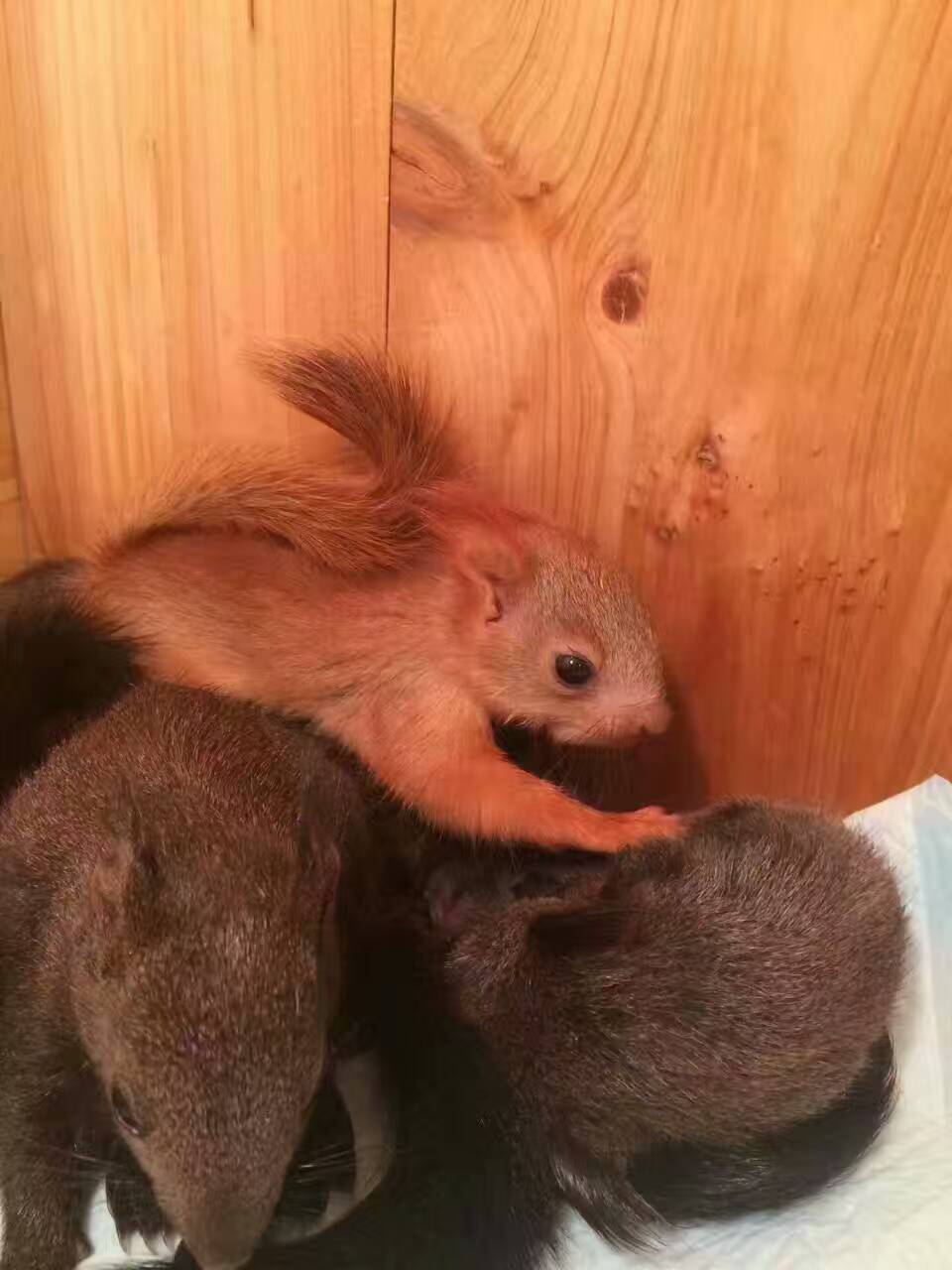 广宁县金花松鼠价格