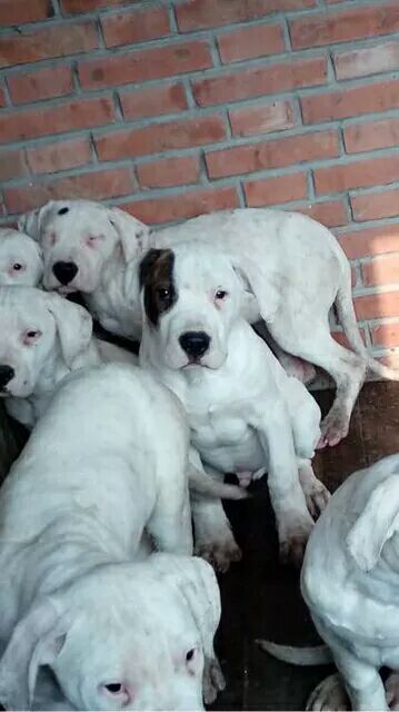 犬舍出售纯种打猎型杜高 野猪克星 专为打猎繁殖