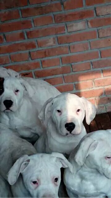 犬舍出售纯种打猎型杜高 野猪克星 专为打猎繁殖