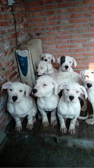 犬舍出售纯种打猎型杜高 野猪克星 专为打猎繁殖