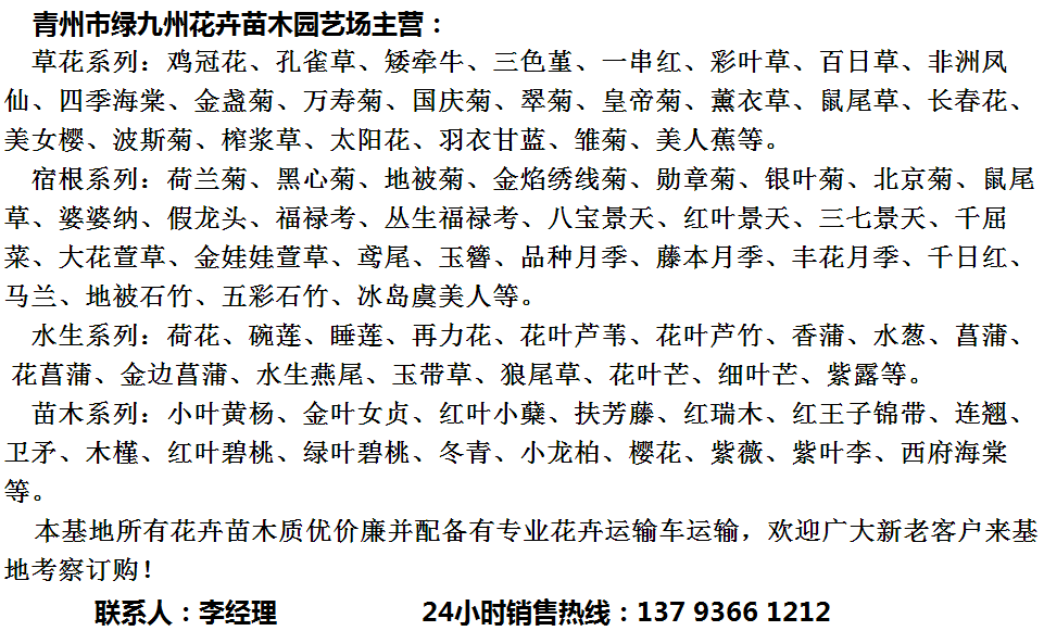 亚星游戏官网湖北省四季玫瑰价格假龙头批发基地(图1)