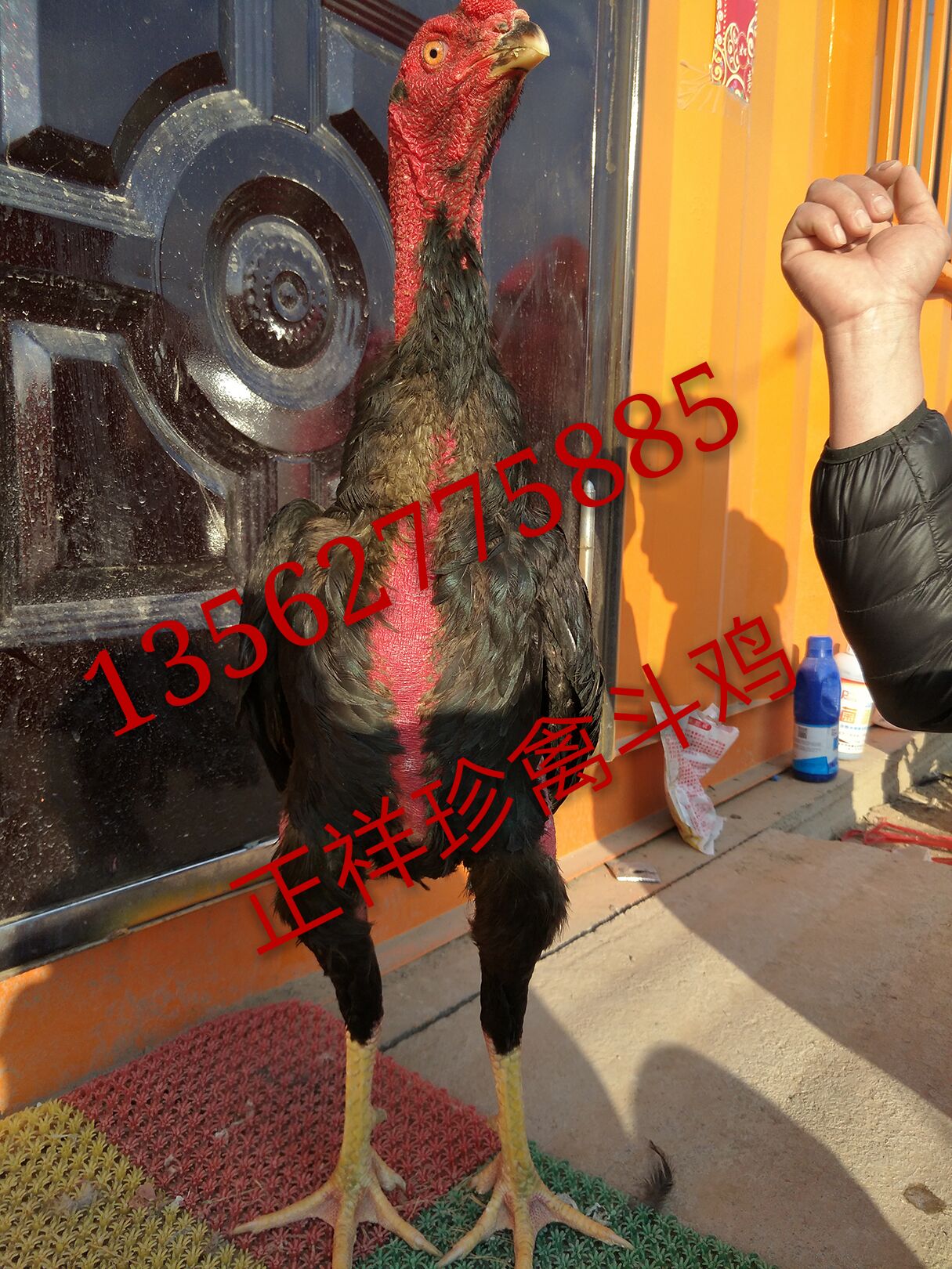 澳门威尼斯人官方网上海越南斗鸡多少钱一只哪里有高质量越南斗鸡出售(图1)