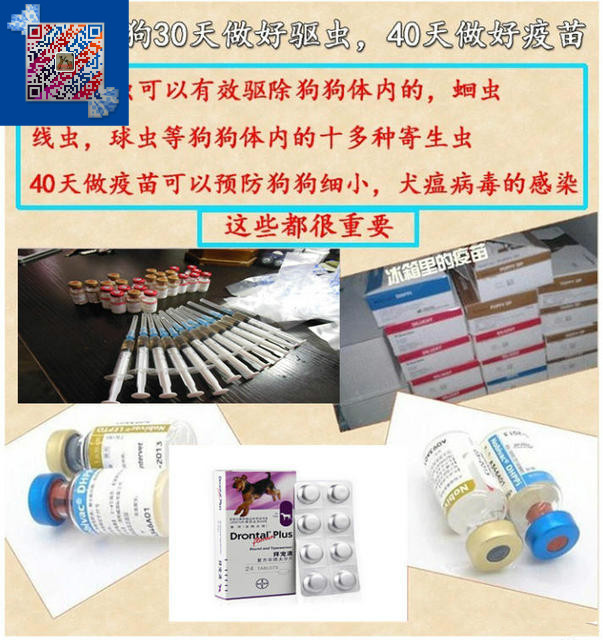 专业繁殖基地出售精品比特犬 高品质比特幼犬