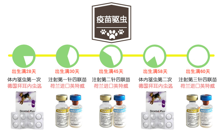 专业繁殖基地出售精品比特犬 高品质比特幼犬