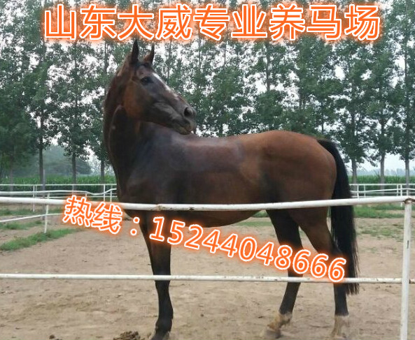 马肉多少钱一斤