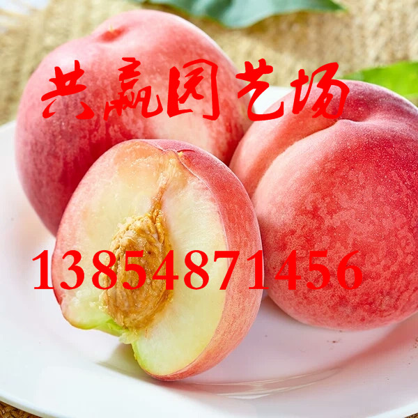 新疆新疆红肉苹果树现在卖什么价格_供应信息