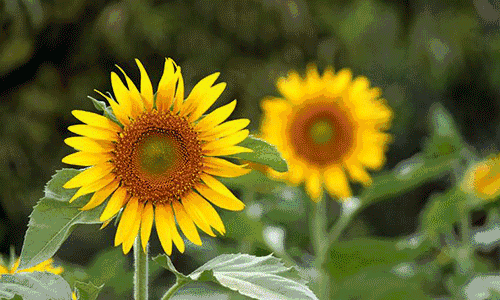 食用向日葵太阳花