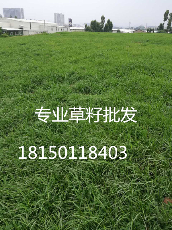 冷季型草种有:高羊茅,草地早熟禾,白三叶,多年生黑麦草等,本公司品种图片