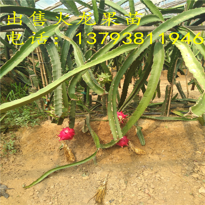 陕西可以种火龙果吗一怎么种植