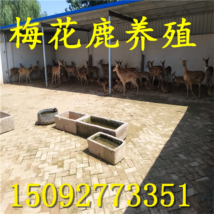 万博全站ManBetX官网一斤鹿茸能卖多少钱天农养鹿技术(图1)