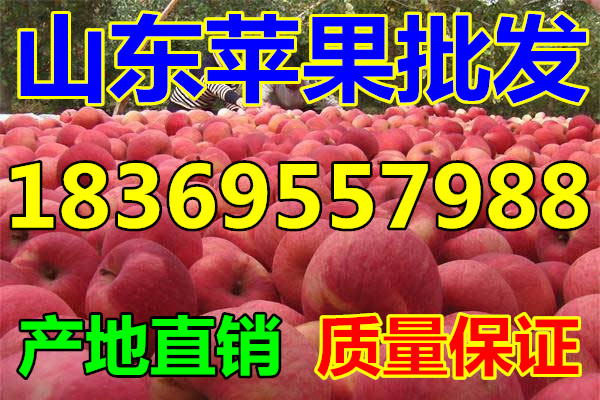 bet356体育辽宁沈阳纸袋红富士苹果批发电话是多少
