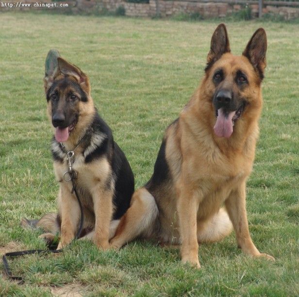 供应信息 正文 沈阳德国牧羊犬多少钱一只 本犬舍常年自养繁殖各种