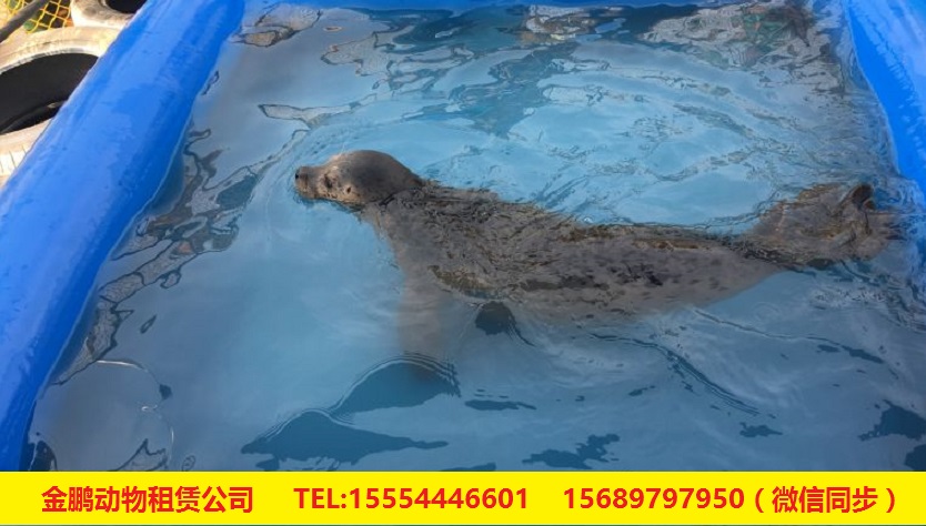 活体企鹅出租江苏宜兴市海豹租赁