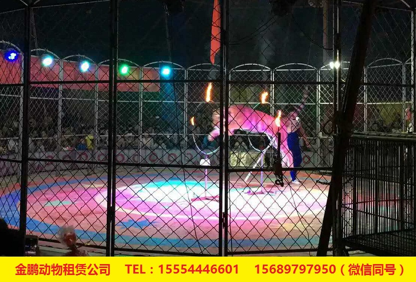 靖江马戏团表演租赁出租地产活动