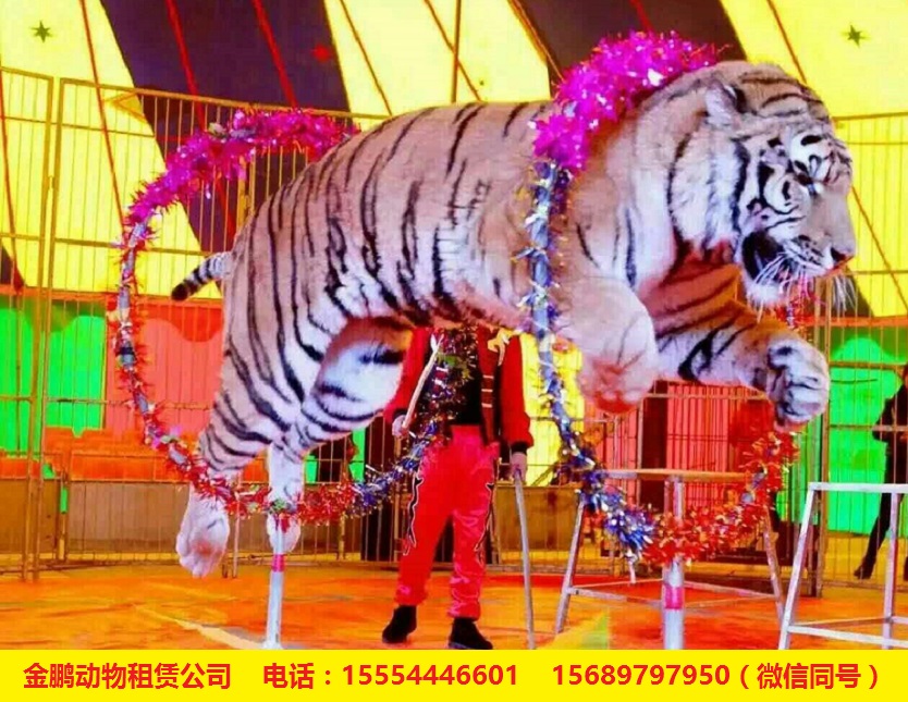 辛集马戏团表演租赁出租地产活动
