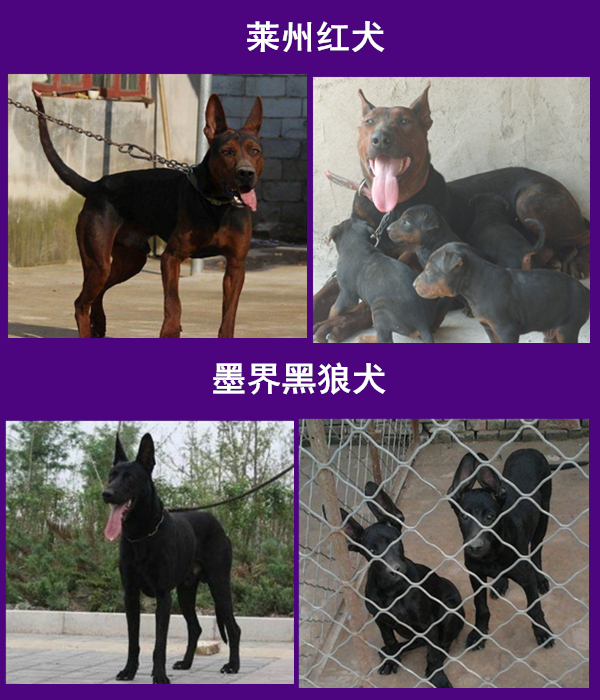 黑狼犬的报价和图片那里有黑狼犬出售批发