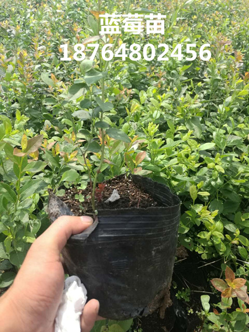 内蒙古蓝莓树苗大量供应