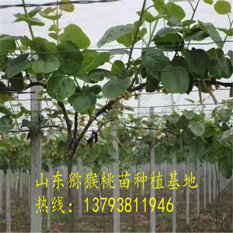 浙江台州种植猕猴桃苗亩产量多少