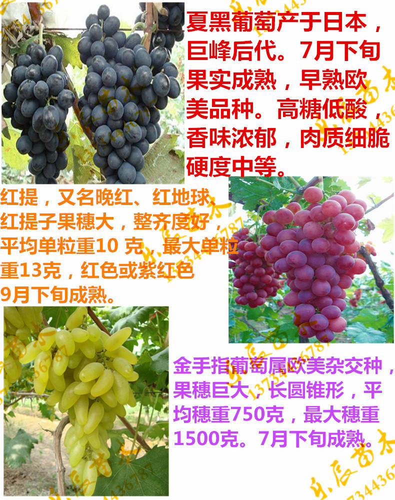 黑蜜葡萄苗价格