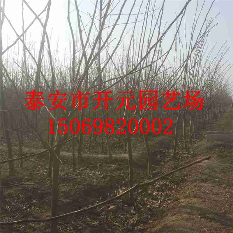 山里红山楂苗价格__金农网金农网