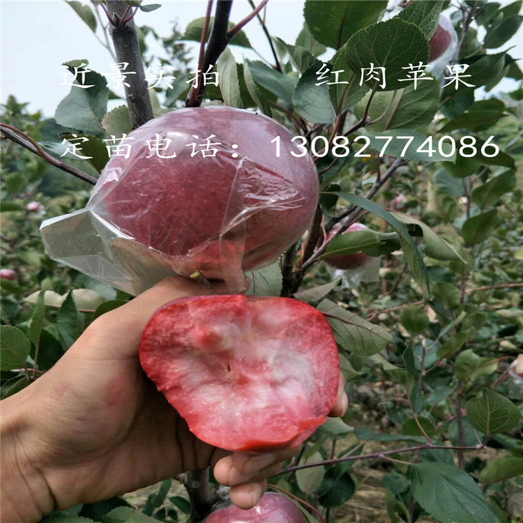 红肉苹果树哪里有哪里多苹果苗哪里卖烟富8苹