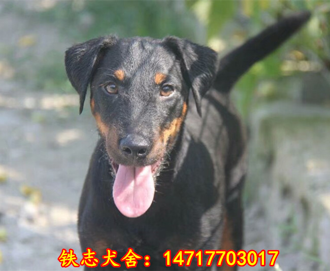 中山小型捕猎犬德国猎梗犬