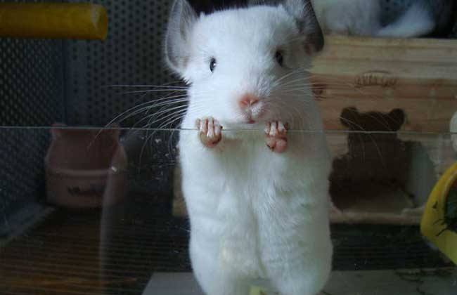 小龙猫多少钱一只哪里有卖龙猫幼崽