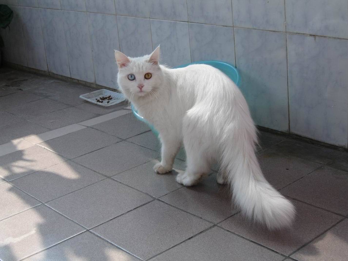 ݲ˹è˹èͼƬ