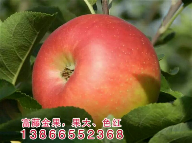 出售富藤一号苹果苗的市场批发价格