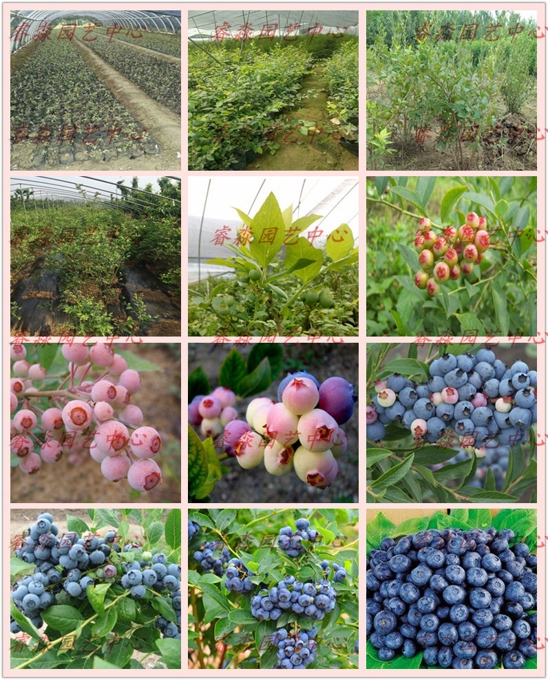 怎么种植维口蓝莓苗