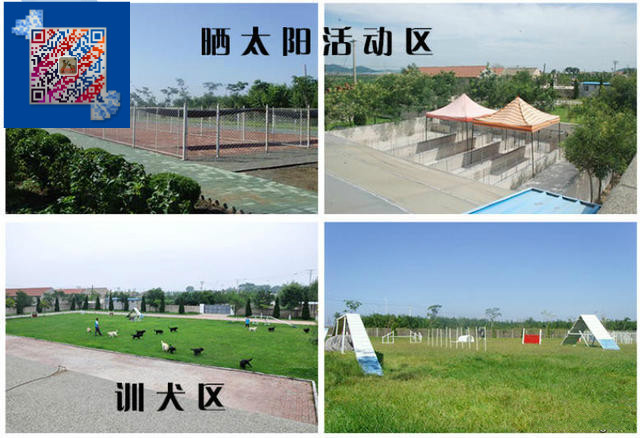 超大体恶霸犬多少钱一只 标体恶霸犬出售