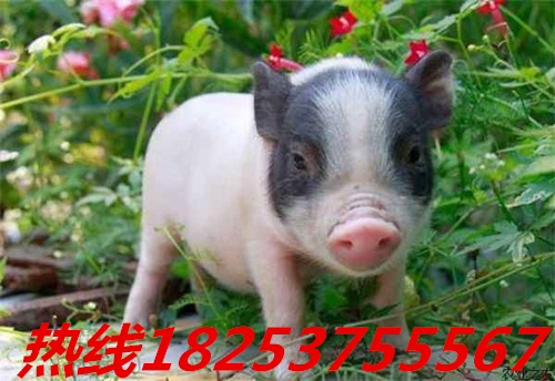 田林县正宗的小香猪有哪些特点