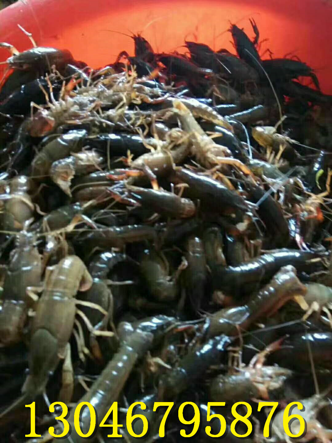 滁州小龙虾养殖成本与利润分析