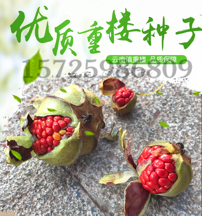 我刚到的金线重楼种子啥价格一般多少钱一斤
