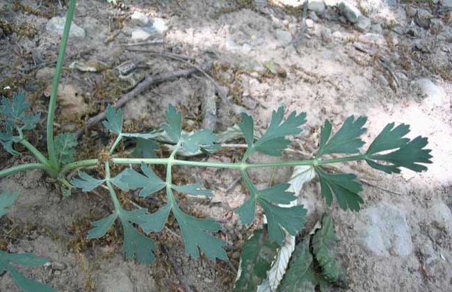 防风种子种植技术_供应信息_金农网