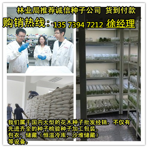 各种优质的柴胡种子一亩地收益多少钱