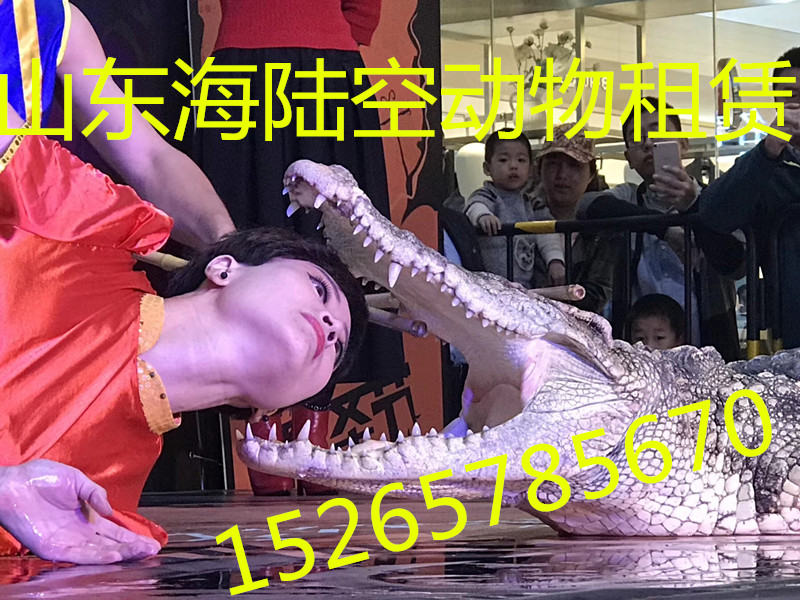 用马戏团表演传承千年杂技文化精髓 (用马戏团表演的电影)