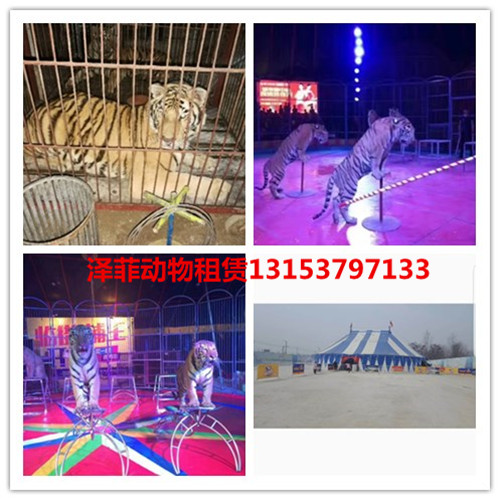 宝山区附近哪里有出租海狮表演的