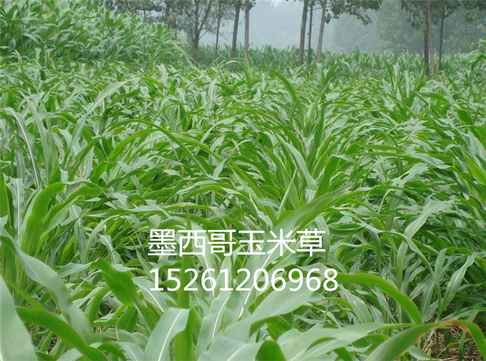 墨西哥玉米草一年可以收割多少次亩产量多少