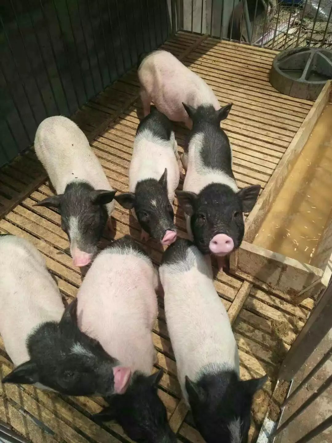 出售巴马香猪市场需求量大成本低利润高