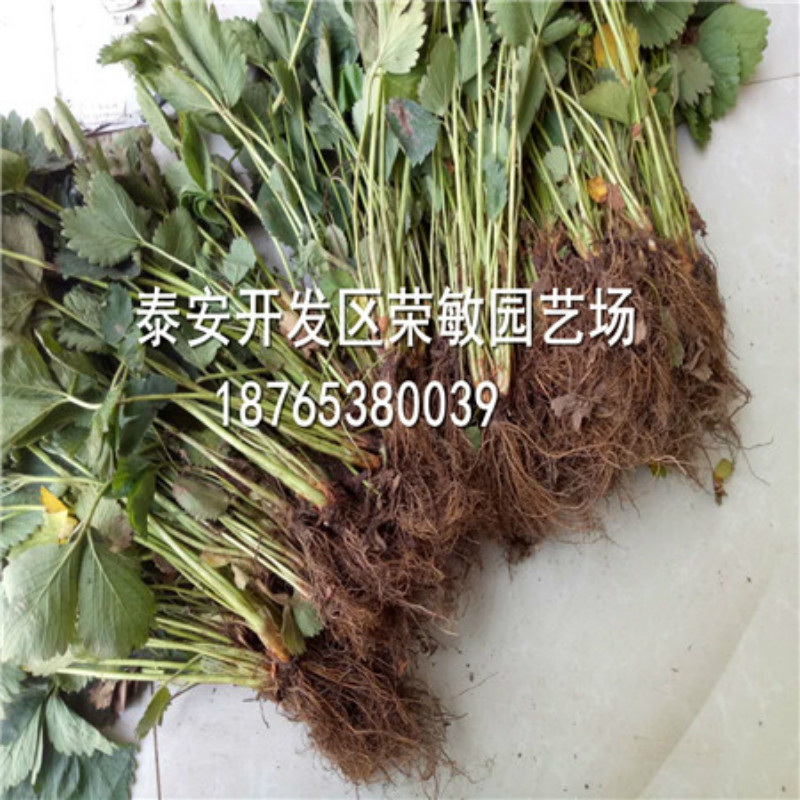 宁玉草莓苗一年结几次果宁玉草莓苗多少钱能买