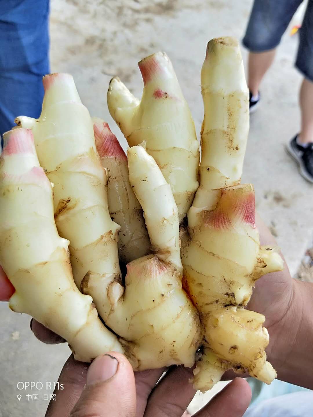 黔南生姜产地山东价格价格生姜相差钱直流发电机组图片