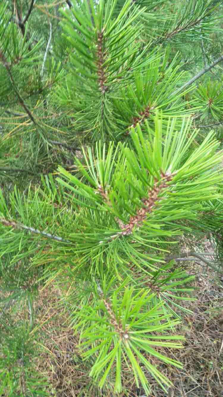 各种白皮松A园林公司