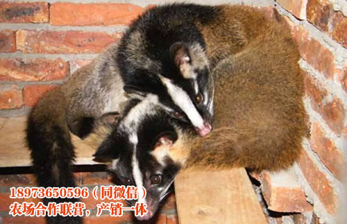 广西花面狸回收价格