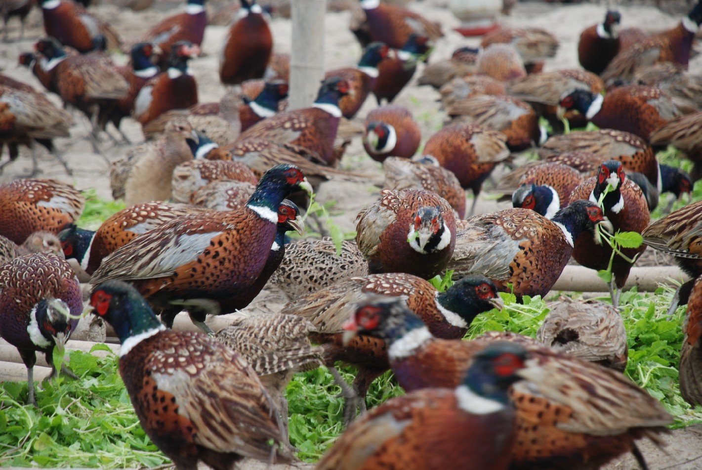 金华七彩山鸡养殖基地