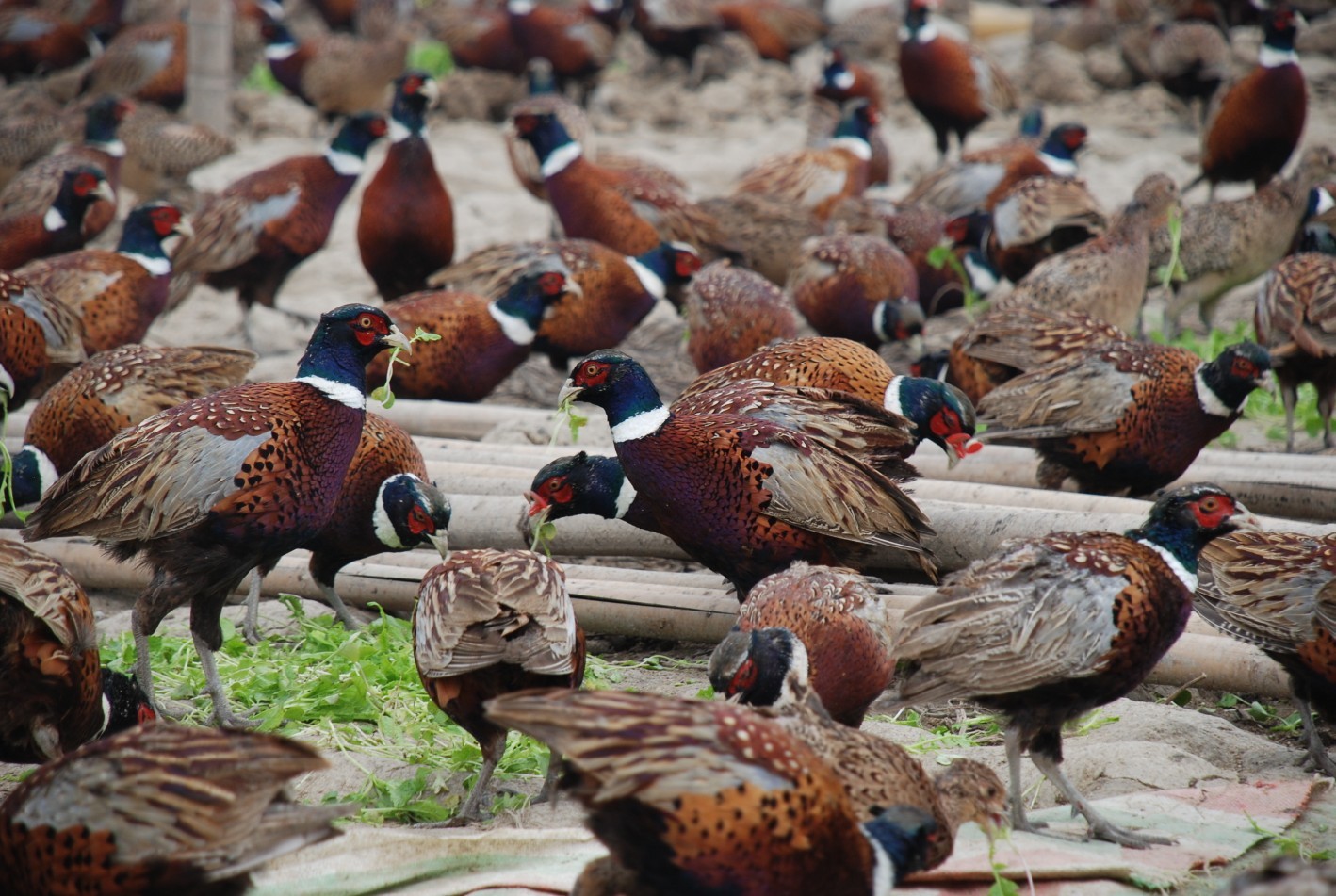 福州七彩山鸡孵化场