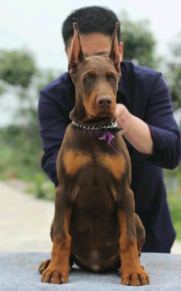 韶关两个月杜宾犬哪里有卖的杜宾犬视频